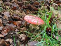 Klik op de foto voor groter formaat